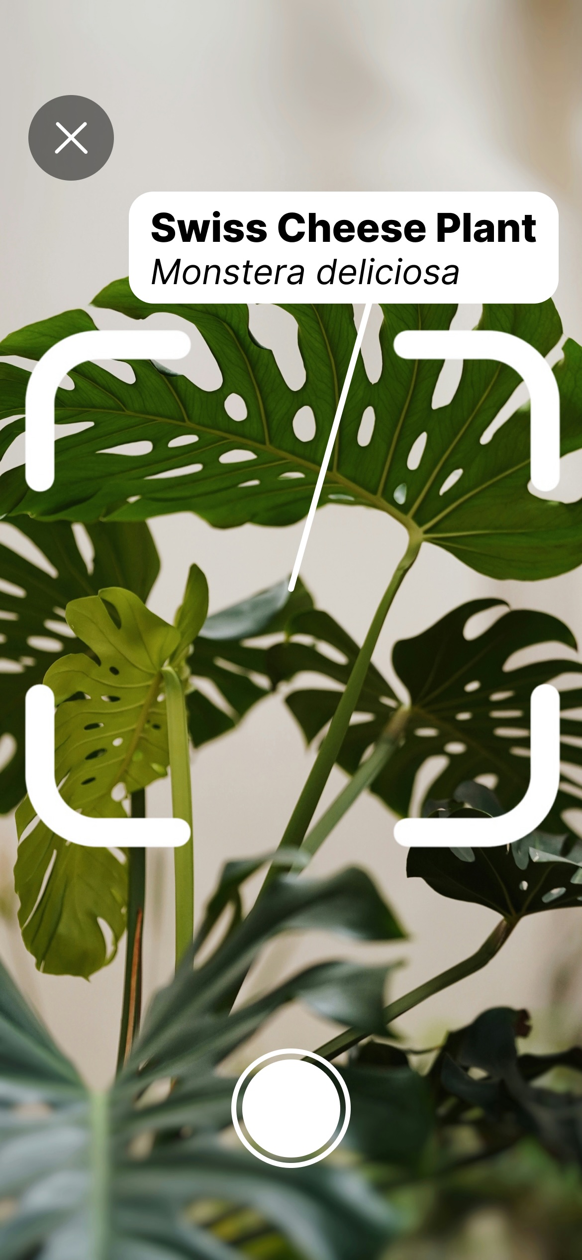 Greeny App - Scanner